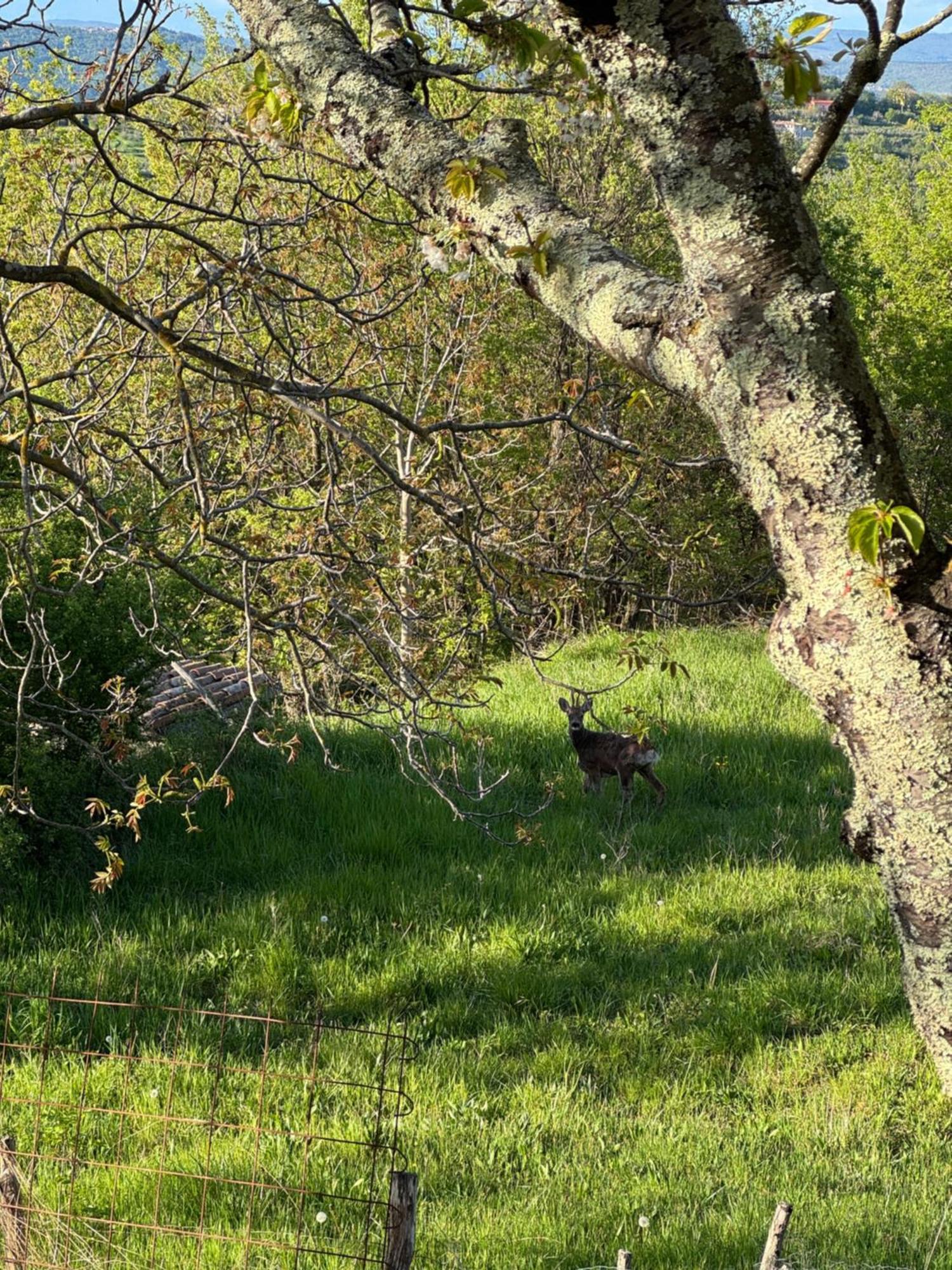 Guesthouse Green Istria Truške Dış mekan fotoğraf